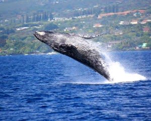 Big Island Whale Watching Catamaran Cruise - 2 Hours 30 Mins