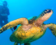 Discover Scuba Diving Oahu - Half Day (2 Real Dives, No Certification Required!)