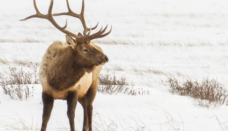 Jackson Hole Winter Wildlife Sunset Safari Deer