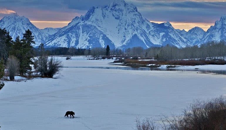 Jackson Hole Winter Wildlife Sunset Safari