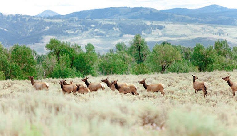 Jackson Hole Summer & Fall Wildlife Sunrise Safari, Grand Teton National Park - Half Day