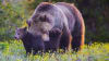 Jackson Hole Summer & Fall Wildlife Sunrise Safari, Grand Teton National Park - Half Day