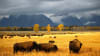 Jackson Hole Summer & Fall Wildlife Sunset Safari Animals