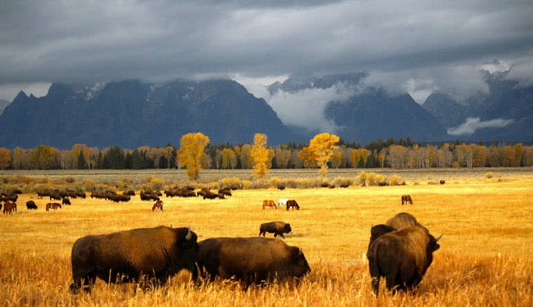 Jackson Hole Summer & Fall Wildlife Sunset Safari Animals