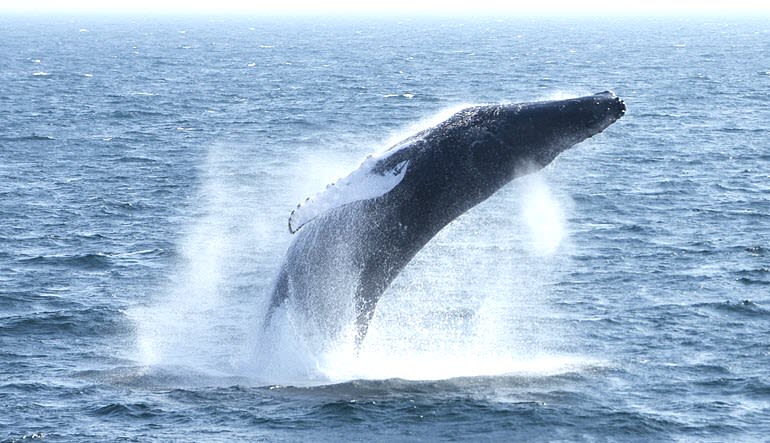 Whale Watch Tour Boston Leap