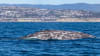 Zodiac Whale Watching Tour Dana Point