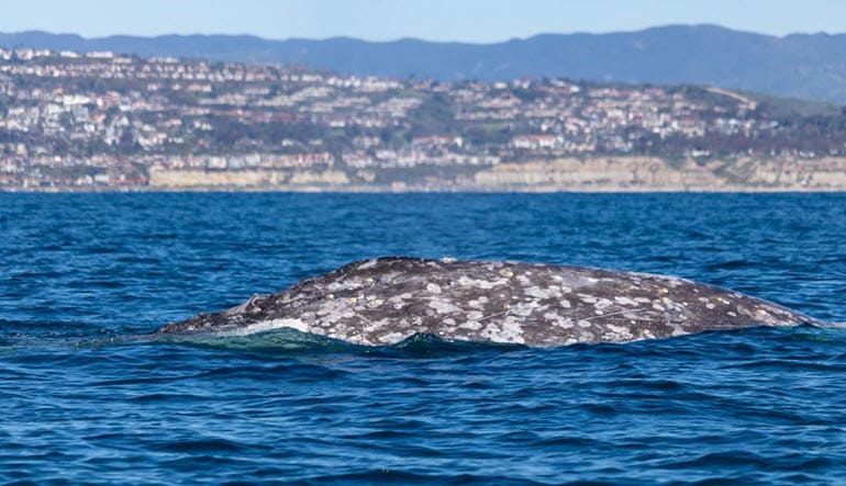 Zodiac Whale Watching Tour Dana Point