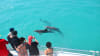 Key West Day Cruise, Dolphin Watch and Snorkel Experience - 3 Hours