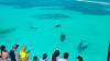 Key West Day Cruise, Dolphin Watch and Snorkel Experience - 3 Hours