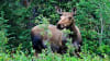 ATV Guided Tour Denali, Trailblazer Adventure - 3 Hours 30 Mins (Denali Shuttle Available!)