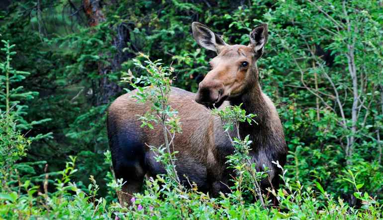 Two-Rider ATV Guided Tour Denali, Wilderness Adventure - 90 Mins (Denali Shuttle Available!)