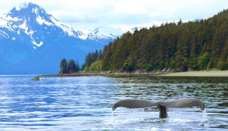 Whale Watching Adventure, Juneau - 3 Hours Tail