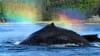 Whale Watching Adventure, Juneau - 3 Hours Rainbow Spray