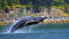 Whale Watching Adventure, Juneau - 3 Hours Jump