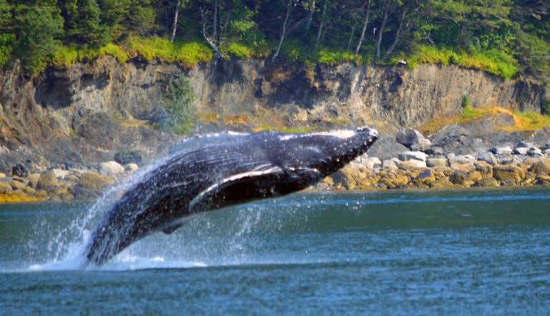 Whale Watching Adventure, Juneau - 3 Hours Jump