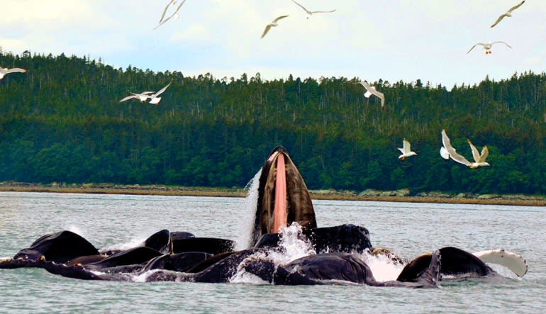 Whale Watching Adventure, Juneau - 3 Hours Play