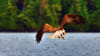 Sitka Sea Kayaking Tour - 3 Hours Eagle