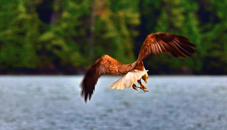 Sitka Sea Kayaking Tour - 3 Hours Eagle