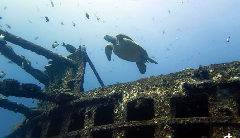 Scuba Diving Oahu - 3.5 Hours (Wreck and Reef Dive!)  Turtle