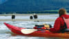 Kayaking Mendenhall Glacier View Tour, Juneau - 3.5 hours Wildlife