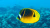 Discover Scuba Diving Oahu Fish