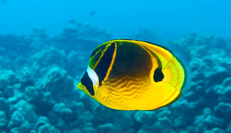 Discover Scuba Diving Oahu Fish