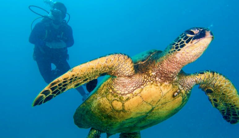 Discover Scuba Diving Oahu Turtle