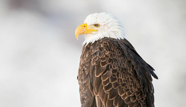 Jackson Hole Full Day Safari Eagle