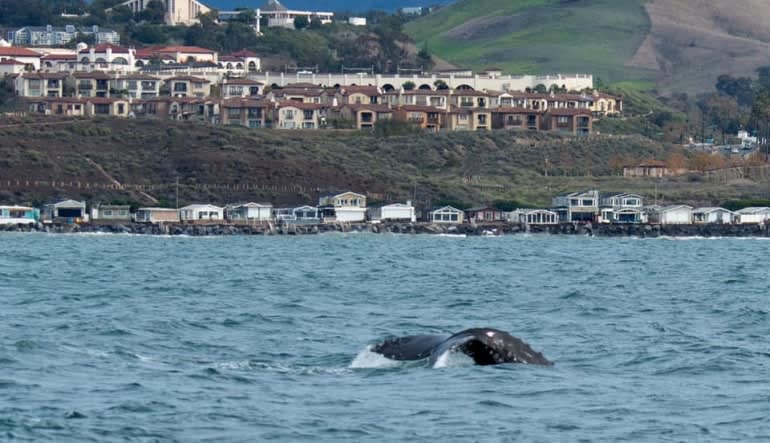 Whale & Dolphin Watching Tour, Dana Point - 2 Hours