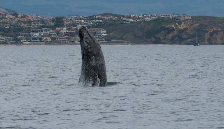 Whale & Dolphin Watching Tour, Dana Point - 2 Hours