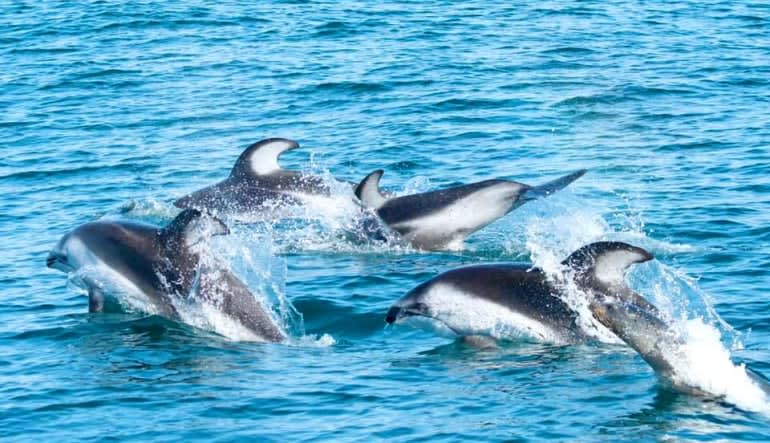 Whale & Dolphin Watching Tour, Dana Point - 2 Hours