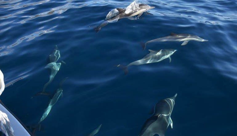 Whale & Dolphin Watching Tour, Dana Point - 2 Hours