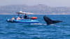 Zodiac Whale Watching Tour, Dana Point - 2 Hours