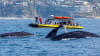 Zodiac Whale Watching Tour, Dana Point - 2 Hours