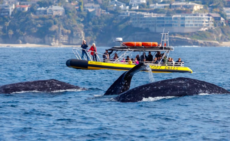 Zodiac Whale Watching Tour, Dana Point - 2 Hours