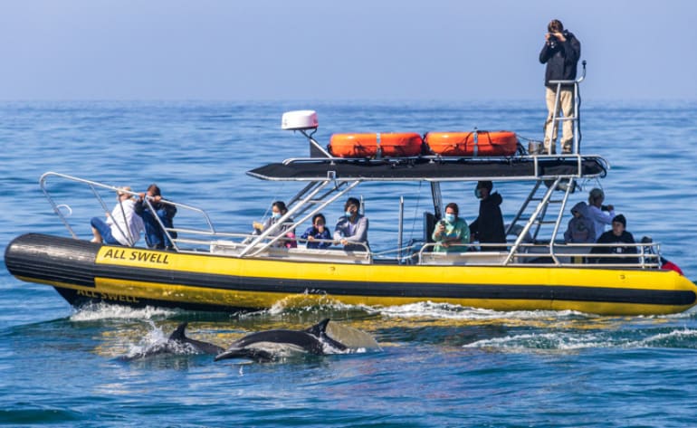 Zodiac Whale Watching Tour, Dana Point - 2 Hours