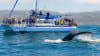 Dolphin and Whale Watching Safari, Dana Point - 2.5 Hours