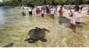 Oahu hawaii Complete circle Island Guided Tour sea turtles swim snorkel