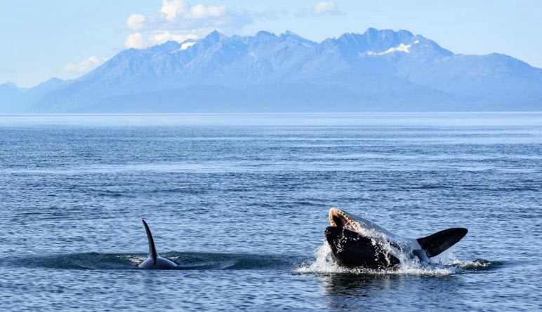 Whale Watching Tour, Juneau - 3 Hours