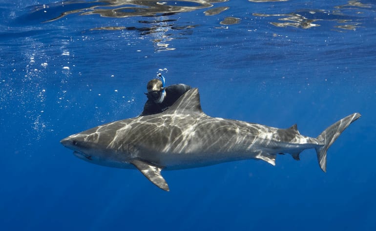 Shark Cageless free Dive Oahu Hawaii North Shore shark swimming encounters