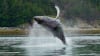 Whale Watching Tour, Juneau - 3 Hours