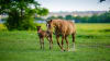 Private Horseback Riding San Antonio, Texas Hill Country - 2 Hours