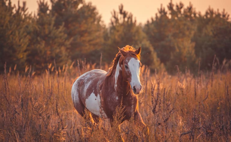 Private Horseback Riding San Antonio, Texas Hill Country - 2 Hours