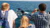 Whale Watch Tour Boston - 4 Hours