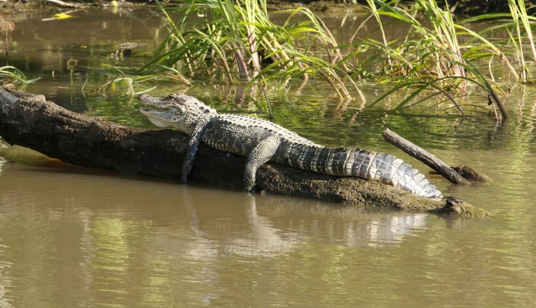 Miami Full Day Combo with Everglades tour, 6-7 Hours