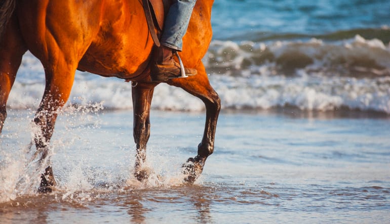 Horseback Riding on a Beach at Santa Barbara - 1.5 Hours