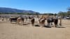 Private Santa Ynez Valley Horseback Riding - 75 Minutes