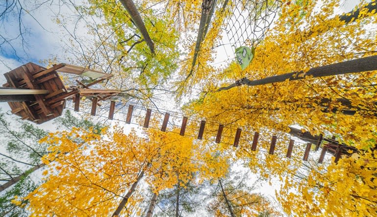 Zipline Treetop Adventure Look Up