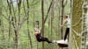 Beginner Zipline and Aerial Course Adventure, Raleigh - 1 Hour