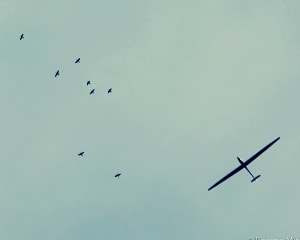 Glider Scenic Flight, Orlando - 40 Minutes